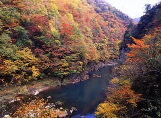 akita_51.jpg