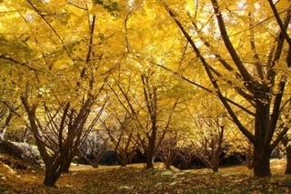 kagoshima_33.jpg