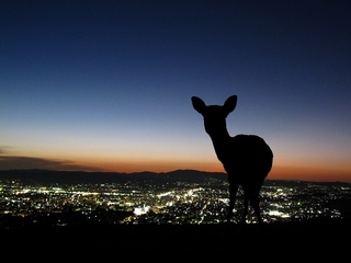 nara_22.jpg