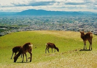 nara_23.jpg